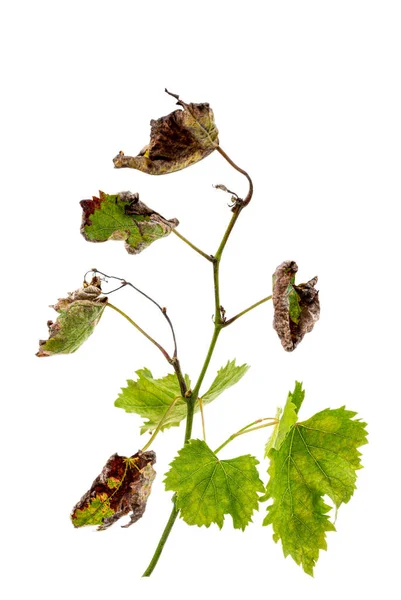 Symptoms Downy Mildew Brown Spots Vine Leaves Stems Tomato Stems — Stockfoto