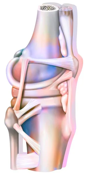 Right Knee Joint External View Ligaments — 스톡 사진