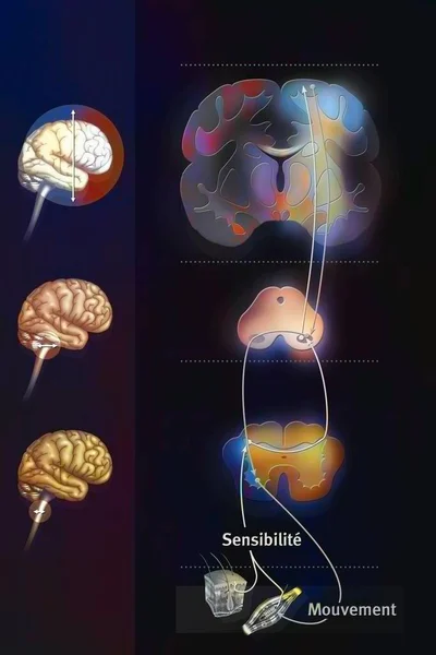 Sensorimotor loop: control of the brain to link sensations to motor reactions.