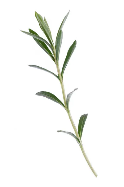 Tarragon Herbs Close Isolated White — 스톡 사진
