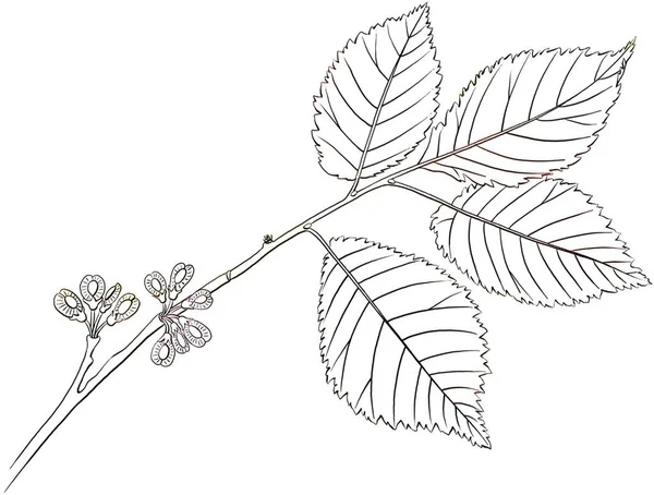 Elm Leaves Fruits Isolated White Background — Fotografia de Stock
