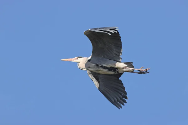 Gray Heron Park Paris Ile France France — Stok fotoğraf