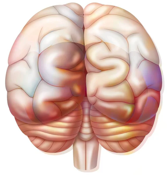 Мозок Потиличними Тім Яними Скроневими Частками Мозочкою — стокове фото