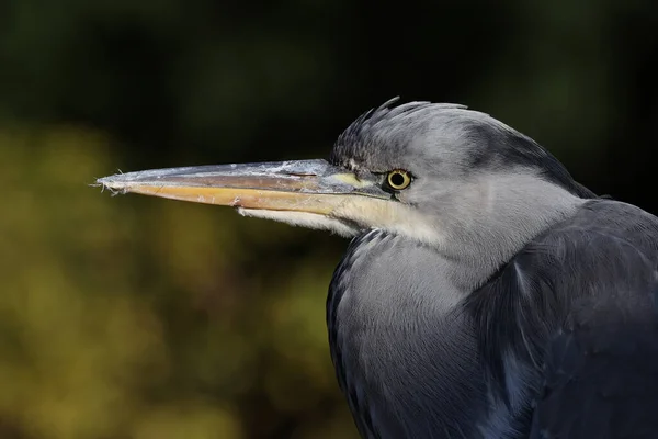 Gray Heron Park Paris Ile France France — Stock Photo, Image