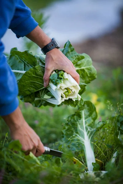 Organic Farmer Harvesting Kinds Vegetables Working Directly Consumers Here Harvesting — Stockfoto
