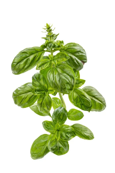 Roman Basil Ocimum Basillcum Branch Profile White Background — Foto de Stock