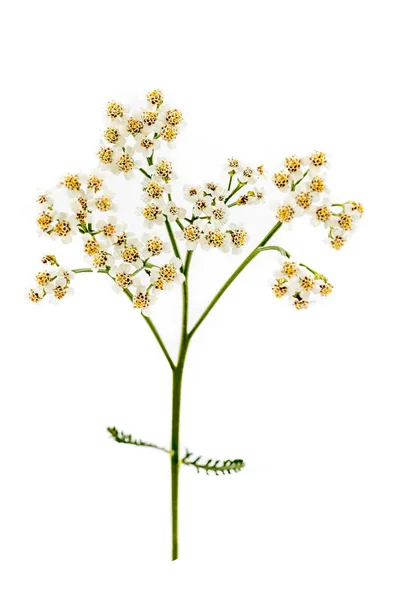 Branch Achilles Millefolium Achillea Millefolium Hard Flowering Plant Cutout White — Stock Photo, Image
