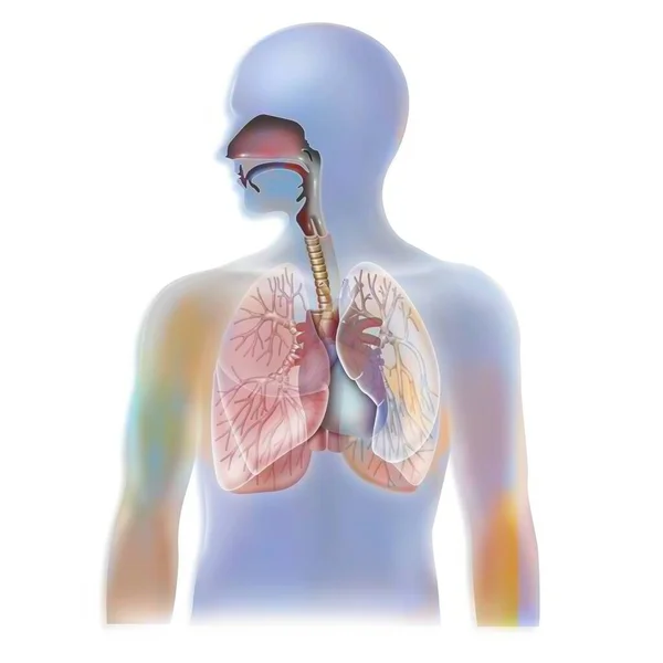 Anatomy Trachea Lungs Heart — 스톡 사진