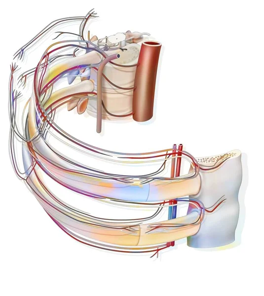 Intercostal Space Blood Vessels Nerves — Foto Stock