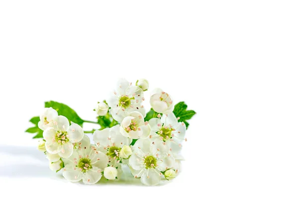 Close Isolated White Flower Stem White Background — 图库照片