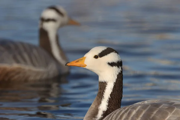 Bar Headed Geese Tiger Geese Park Paris Ile France France — Foto Stock