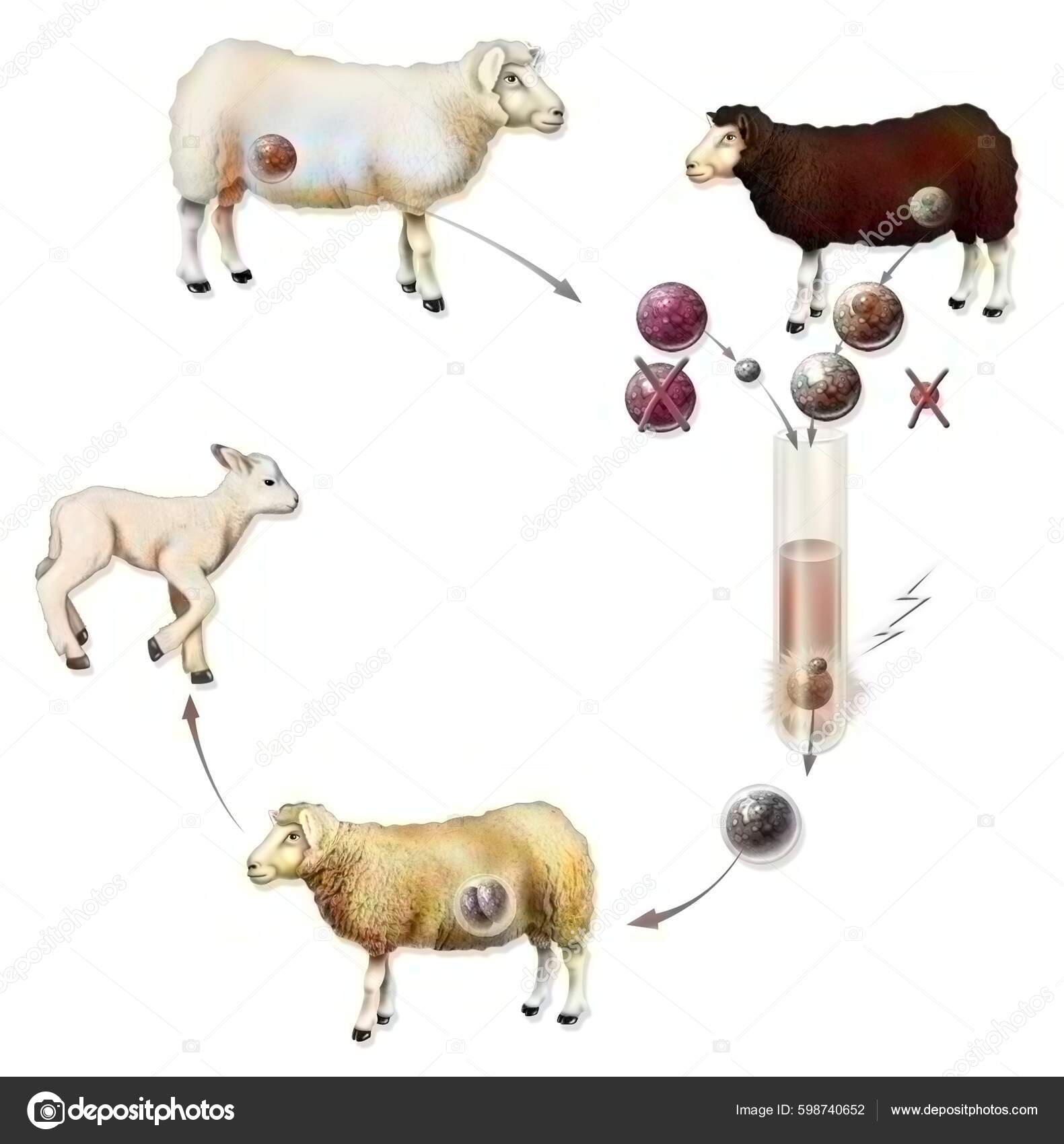 Experiment Vertical Reproductive Cloning Goat Dolly Stock Photo by ©imagepointfr 598740652