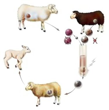 Experiment on the vertical reproductive cloning of a goat (Dolly) clipart