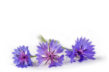 Close up of a Cornflower (Centaurea cyanus) flower stem isolated on a white background.