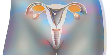 Anatomy of the female genital tract: implantation of the embryo.