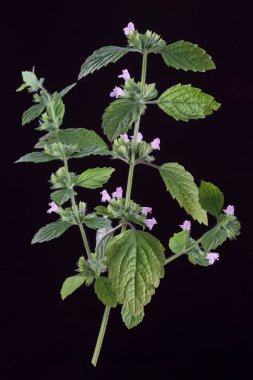 Melissa officinalis. close-up view