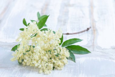 Close up of a stem of elderflower flowers (medicinal plant) isolated on a white background.