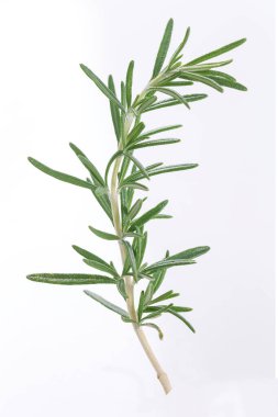 Rosemary. on white backfround 