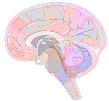 Sagittal section of the brain with meninges and cerebrospinal fluid. .