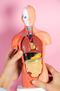 Anatomical mannequin for teaching human organs
