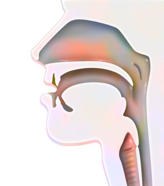 Representation of the airways (ENT) in humans.