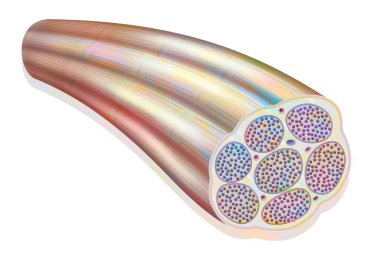 Muscle fiber showing the myofibrils made up of myofilaments (actin and myosin).