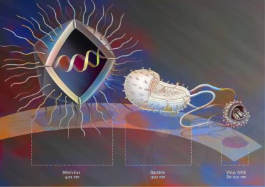 Comparison of the size of Mimivirus with bacteria and virus.