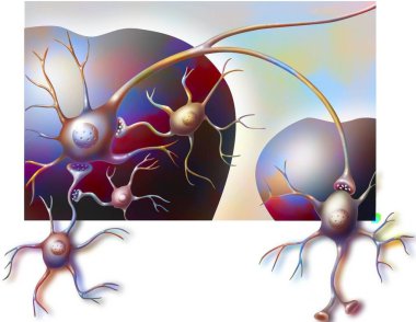 Ventral tegmental area of the brain and nucleus accumbens with their neurons.