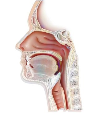 Upper airways showing the larynx, epiglottis. .