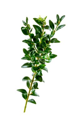 Twig of boxwood (buxus sempervirens) on white background.