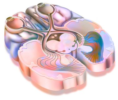 The optic tract: transmission of visual information from the retina to the visual cortex.