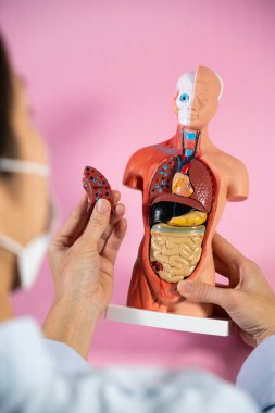 Anatomical mannequin for teaching human organs