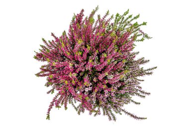 Blooming heather (calluna vulgaris), top view on white background cutout.