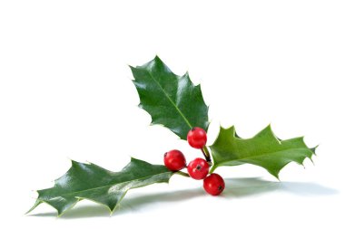 Kırmızı dutlu Noel Holly. Geleneksel festival dekorasyonu. Kırmızı böğürtlenli Holly dalı.