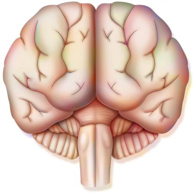 Brain, with the two cerebral hemispheres, the cerebellum and the brainstem.