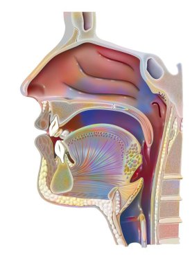 Anatomy of nasopharynx with nasal cavity, oral cavity. .