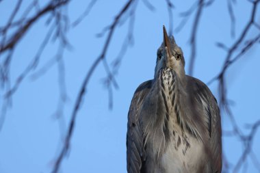 Gray heron in a park in Paris, Ile de France, France.