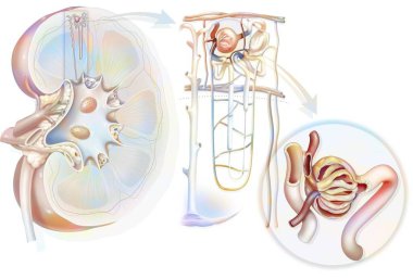 Urinary system from kidney to glomerulus with structures of kidney and ureter. clipart