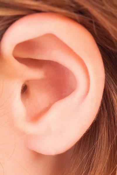 human ear close-up view