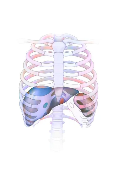 Thorax Rib Cage Ribs Sternum Liver Spleen — Foto Stock