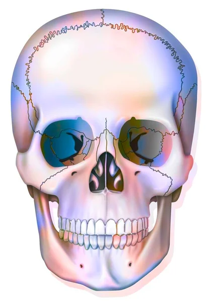 Bone System Human Skull Jawbone Eye Sockets — Foto Stock