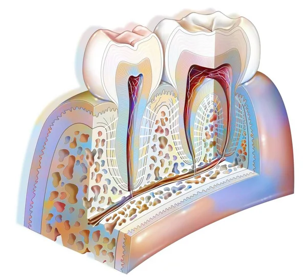 Anatomy Tooth Showing Enamel Dentin Pulp — Stock fotografie