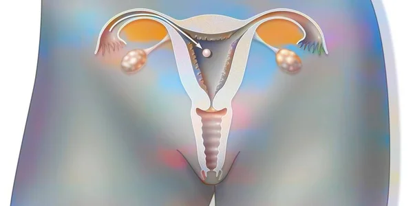 Anatomy Female Genital Tract Implantation Embryo — Zdjęcie stockowe