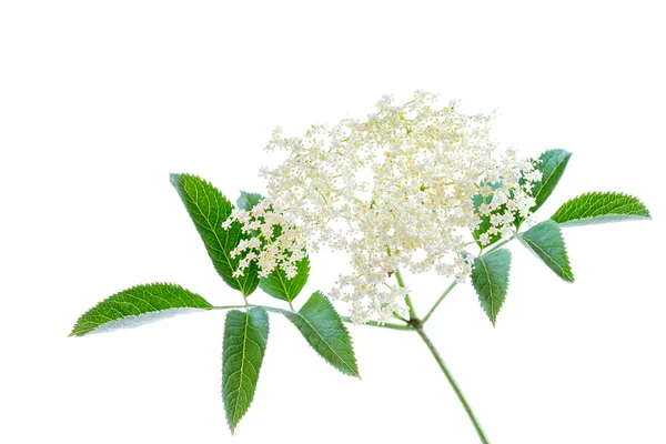 Close Stem Elderflower Flowers Medicinal Plant Isolated White Background — Stockfoto