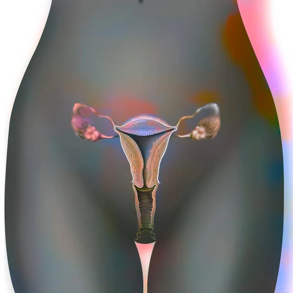 Anterior View Female Genitalia Vagina Uterus Tubes Ovaries — стоковое фото