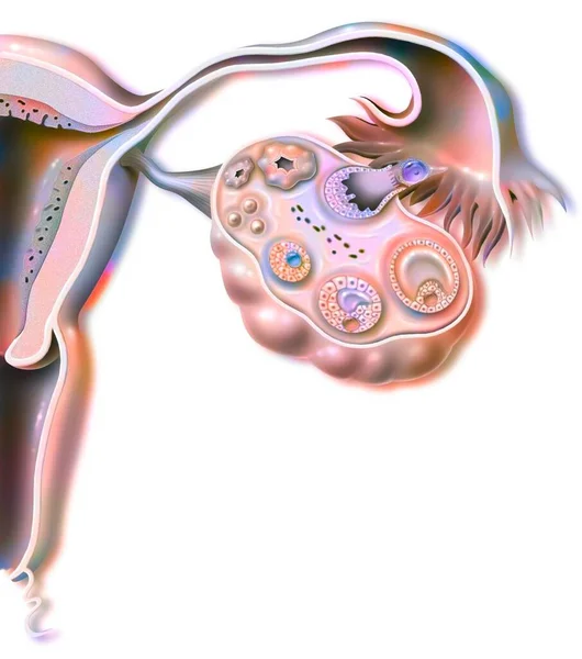 Female Genitals Showing Menstrual Cycle — ストック写真