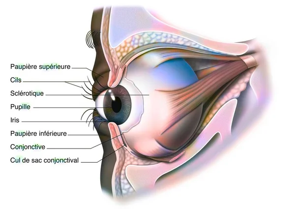 Anatomy of the eye and eyelid (viewed from 3/4) with iris, pupil. .