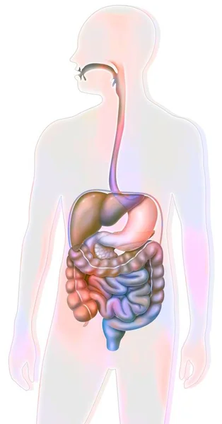 Digestive System Oral Cavity Esophagus Thoracic Abdominal — Zdjęcie stockowe