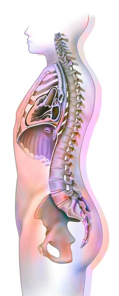 Mediastinum Sagittal Section Rib Cage Sternum — Stockfoto