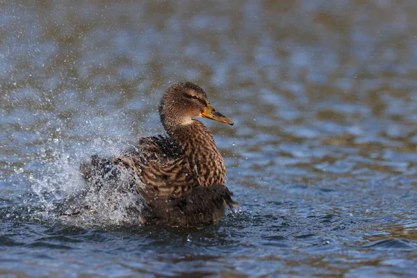 Γυναικεία Πάπια Mallard Ένα Πάρκο Στο Παρίσι Ile France Γαλλία — Φωτογραφία Αρχείου